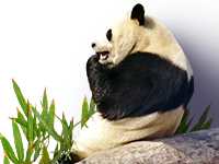 https://www.tinypng.com/images/example-orig.png