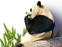 https://www.tinypng.com/images/example-shrunk.png