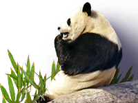 example-orig.png compressed with Pngyu (256 colors) and PngOptimizer