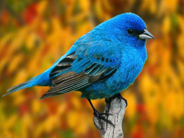 0-image-wallpaper-15.png