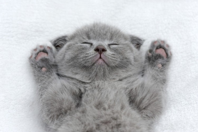 cat.jpg