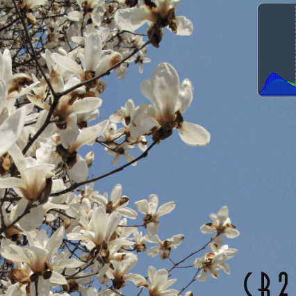 Corel008bbbb.gif