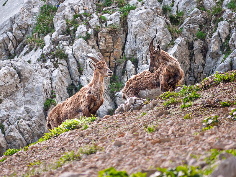 capra-ibex-bouquetins-vercors-pas-oeille.jpg