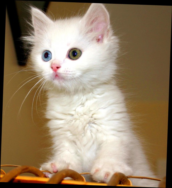 Armenian_Van_Cat.jpg