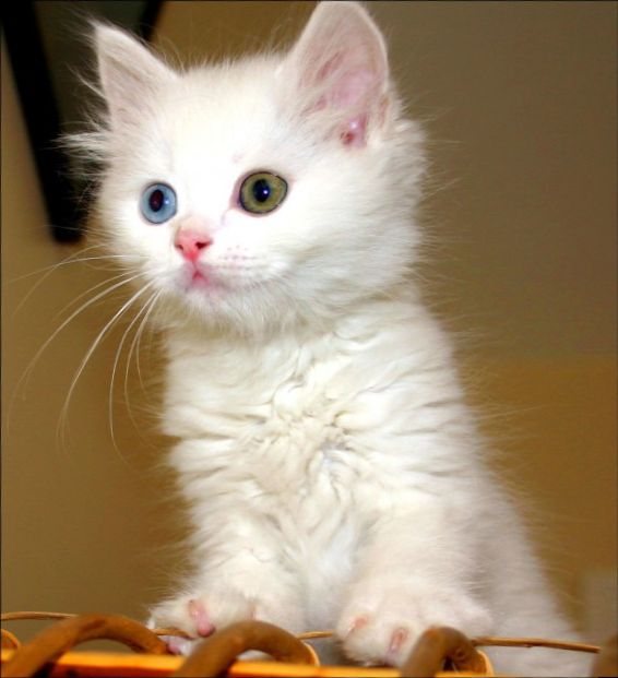 Armenian_Van_Cat_cday.jpg