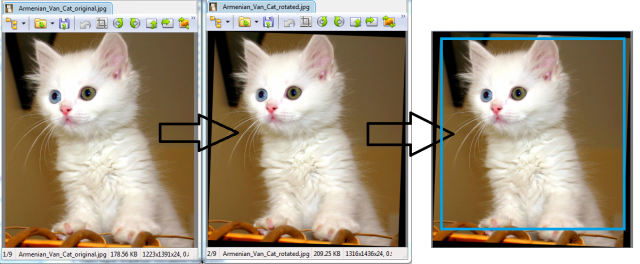 Armenian_Van_Cat.png