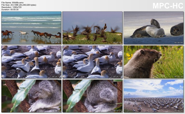 Wildlife-wmv_MPC-HC-x64.jpg
