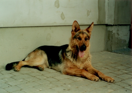 scan 63 - Kopie.jpg