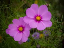 flower.jpg