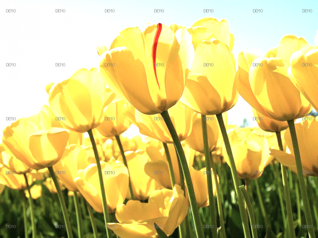 Tulips_Photo_Retouch_Levels....png