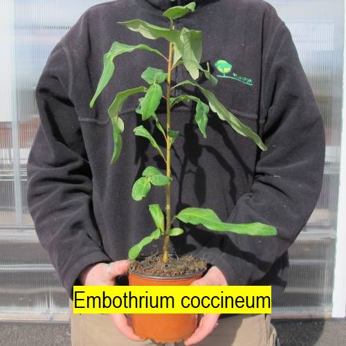 Embothrium coccineum (arbre de feu) .jpg