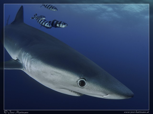 P9160789_Blue_Shark_Original.jpg