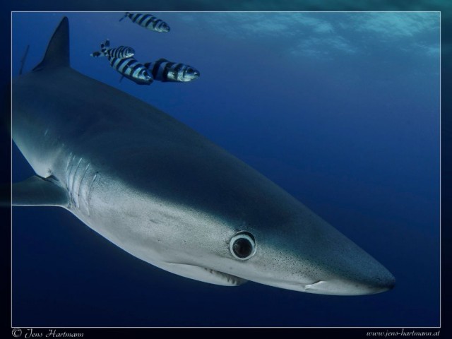 P9160789_Blue_Shark_Resize_XnView.jpg