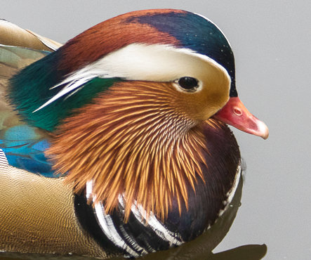 duck1-original.jpg