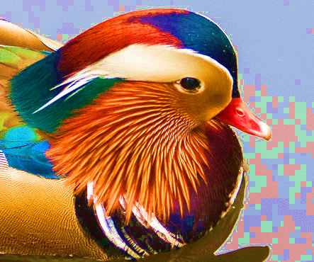 duck2-xnviewmp-sat50.jpg