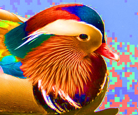 duck3-xnviewmp-sat100.jpg