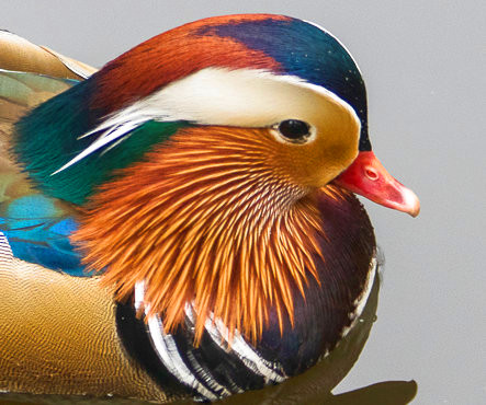 duck4-gimp-sat50.jpg