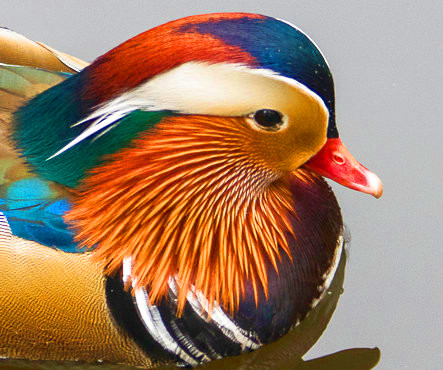 duck5-gimp-sat100.jpg