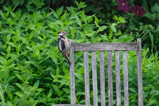 DSCF7284.jpg