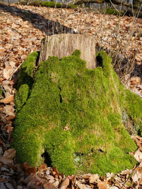 2020_GX8_07915.jpg