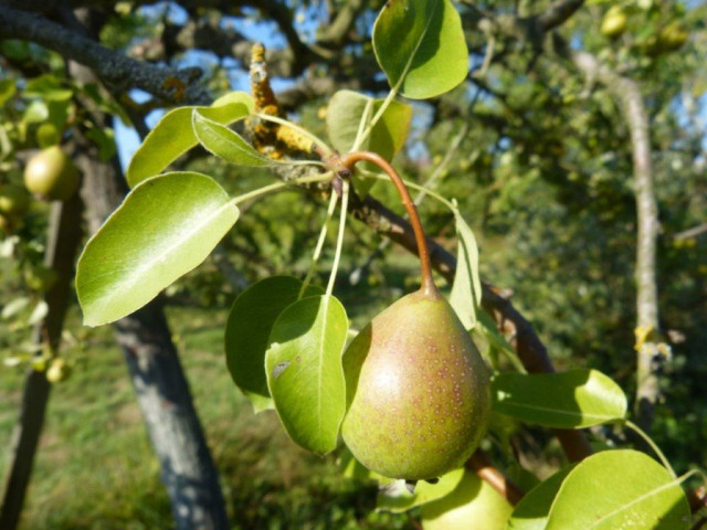 poire.jpg